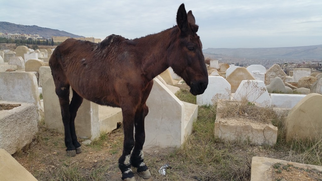 Morocco Donkey In Cemetary